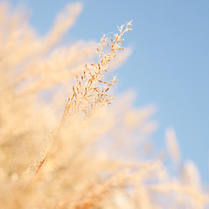 大屁股性爱视频
